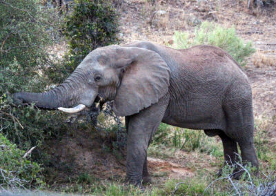 Elephant - Greater Kruger National Park, South Africa