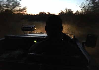 Evening Game Drive - Greater Kruger National Park, South Africa