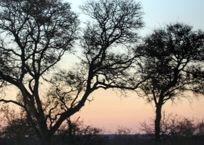 Evening Game Drive - Greater Kruger National Park, South Africa