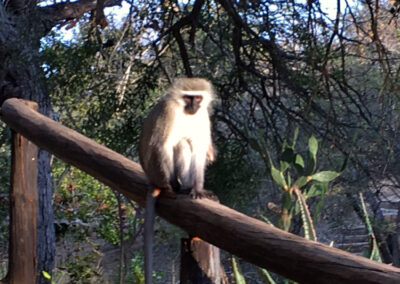 Monkey - Marc's Treehouse Lodge, Greater Kruger National Park, South Africa