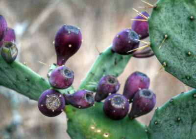 Prickly pear cactus - Greater Kruger National Park, South Africa