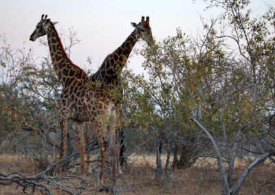 Giraffes - Greater Kruger National Park, South Africa