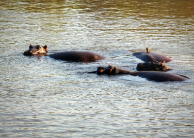 Hippos - Greater Kruger National Park, South Africa