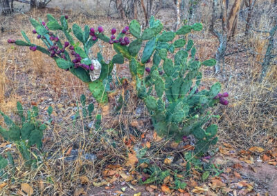 Prickly pear cactus - Greater Kruger National Park, South Africa