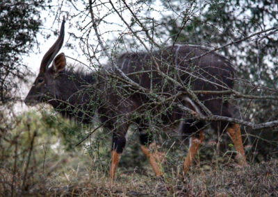 Antelope - Greater Kruger National Park, South Africa