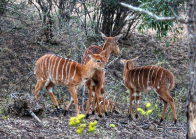 Antelopes - Greater Kruger National Park, South Africa