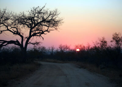 Morning Game Drive - Greater Kruger National Park, South Africa