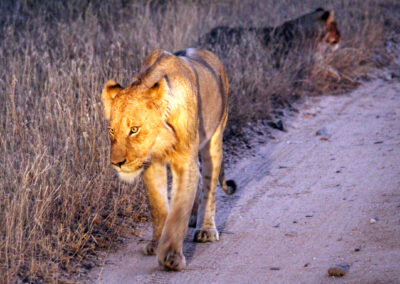 Lions - Greater Kruger National Park, South Africa