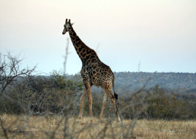 Giraffe - Greater Kruger National Park, South Africa