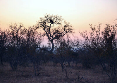 Leopard in a tree - Greater Kruger National Park, South Africa