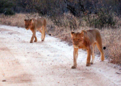 Lions - Greater Kruger National Park, South Africa