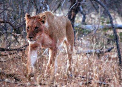 Lion - Greater Kruger National Park, South Africa