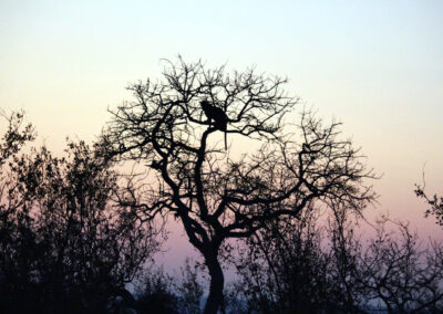 Leopard in a tree - Greater Kruger National Park, South Africa