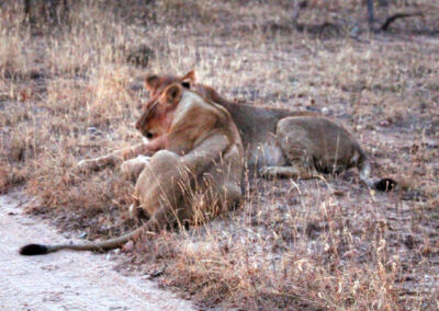 Lions - Greater Kruger National Park, South Africa