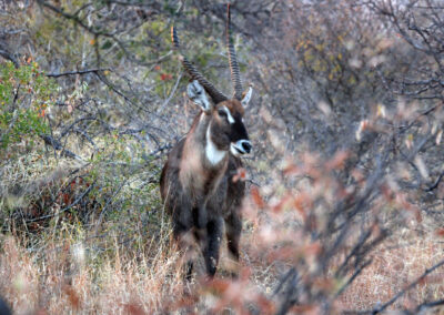 Capricorn - Greater Kruger National Park, South Africa