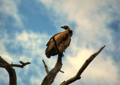 Vulture - Orpen Gate, Kruger National Park, South Africa