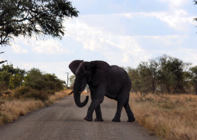 Elephant on the road - Orpen Gate, Kruger National Park, South Africa