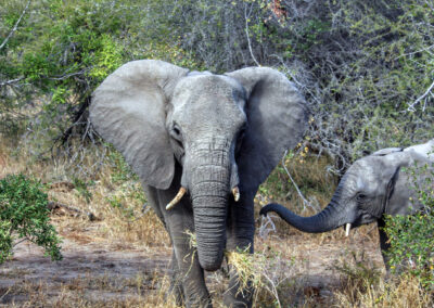 Elephants - Orpen Gate, Kruger National Park, South Africa