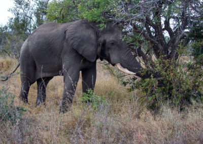 Elephant - Orpen Gate, Kruger National Park, South Africa