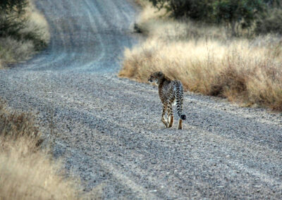 Cheetah on the road - Orpen Gate, Kruger National Park, South Africa