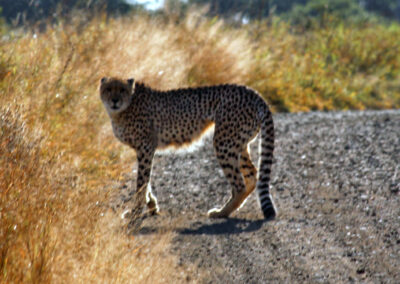 Cheetah on the road - Orpen Gate, Kruger National Park, South Africa