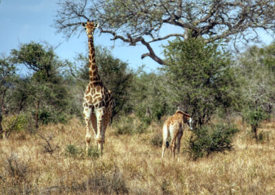 Giraffes - Orpen Gate, Kruger National Park, South Africa