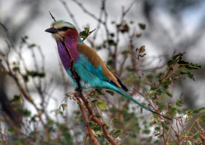 Bird - Orpen Gate, Kruger National Park, South Africa