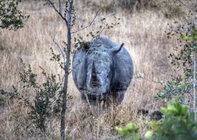 Rhinoceros - Orpen Gate, Kruger National Park, South Africa