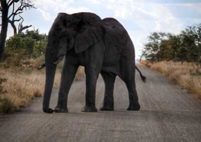 Elephant on the road - Orpen Gate, Kruger National Park, South Africa