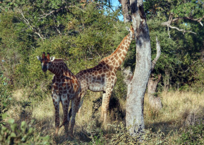 Giraffes - Orpen Gate, Kruger National Park, South Africa