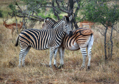 Zebras and impalas - Orpen Gate, Kruger National Park, South Africa