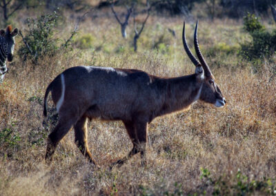 Waterbuck and zebra - Orpen Gate, Kruger National Park, South Africa