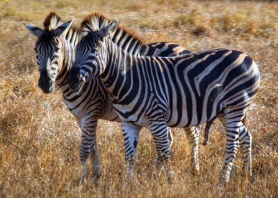 Zebras - Orpen Gate, Kruger National Park, South Africa