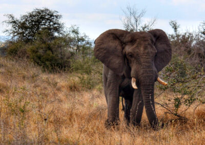 Elephant - Orpen Gate, Kruger National Park, South Africa