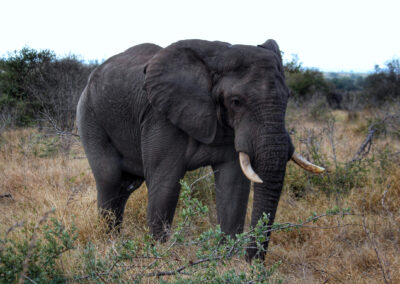 Elephant - Orpen Gate, Kruger National Park, South Africa