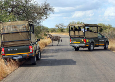 Zebra on the road - Orpen Gate, Kruger National Park, South Africa