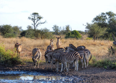 Zebras and bushbucks at the waterhole - Orpen Gate, Kruger National Park, South Africa