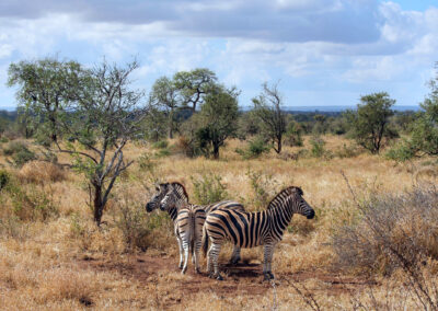 Zebras - Orpen Gate, Kruger National Park, South Africa