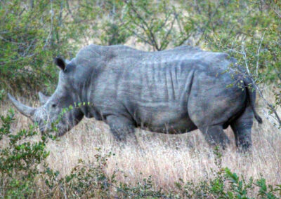 Rhinoceros - Orpen Gate, Kruger National Park, South Africa