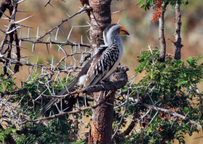 Bird - Orpen Gate, Kruger National Park, South Africa