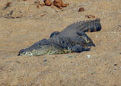 Crocodile - Orpen Gate, Kruger National Park, South Africa