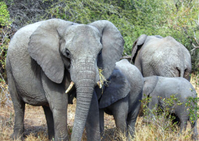 Elephants - Orpen Gate, Kruger National Park, South Africa