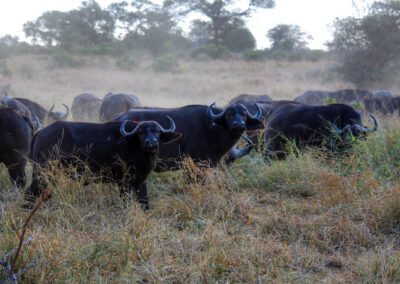 Herd of buffalo - Orpen Gate, Kruger National Park, South Africa