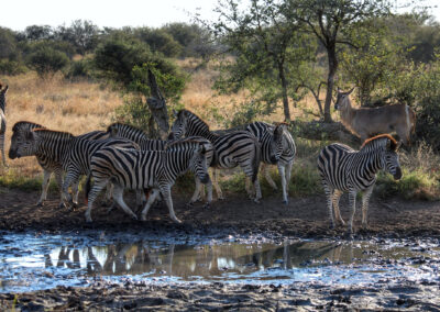 Zebras and waterbuck at the waterhole - Orpen Gate, Kruger National Park, South Africa