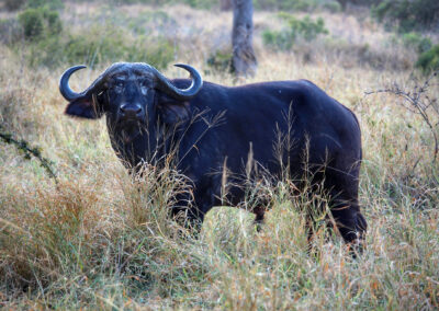 Buffalo - Orpen Gate, Kruger National Park, South Africa