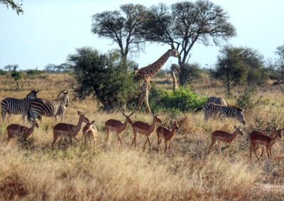 Bushbucks, giraffes and zebras - Orpen Gate, Kruger National Park, South Africa