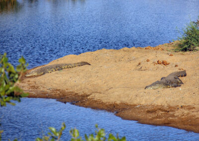 Crocodiles - Orpen Gate, Kruger National Park, South Africa