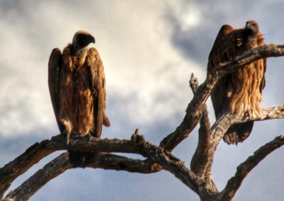 Vultures - Orpen Gate, Kruger National Park, South Africa