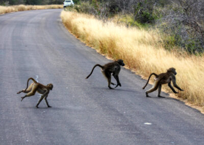 Monkeys on the road - Orpen Gate, Kruger National Park, South Africa