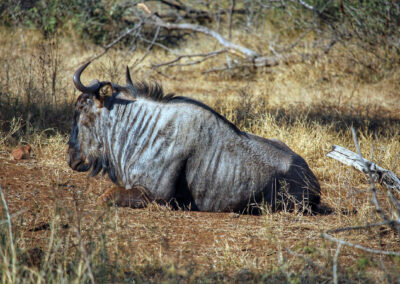 Wildebeest - Orpen Gate, Kruger National Park, South Africa